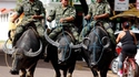 Mort aux vaches ?