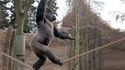 Gorille funambule