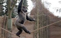 Gorille funambule