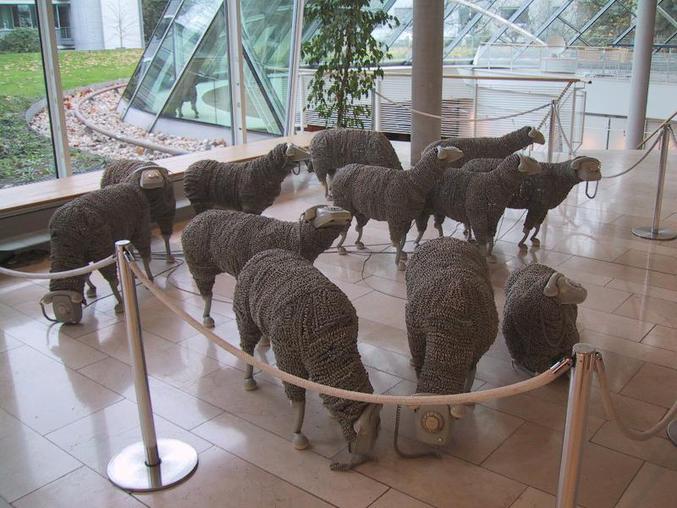 Un troupeau de moutons insolite.