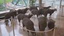 Troupeau de moutons