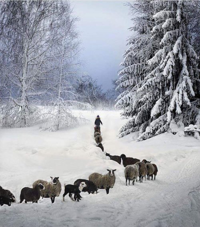 Un petit homme promène son troupeau dans la neige et le froid.