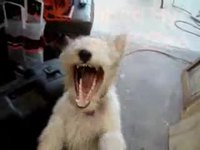 Chien sous hélium