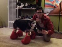 Moment de solitude pour un chien