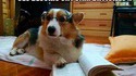Le chien