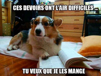 Le chien