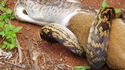 Python Vs Kangourou