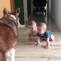 Deux bébés 