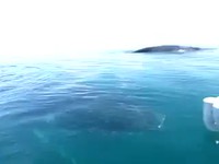 Un père, une fille et des baleines