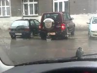 Un oiseau tenace