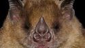 Trognes de chauve-souris