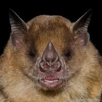 Trognes de chauve-souris
