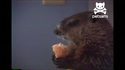 Avez-vous déjà vu une marmotte manger une glace ?