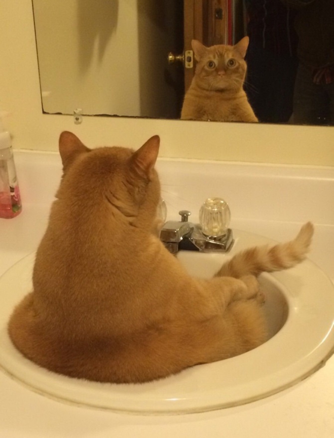 Un chat dans un lavabo.