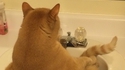 Chat dans lavabo