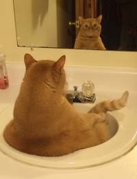 Chat dans lavabo