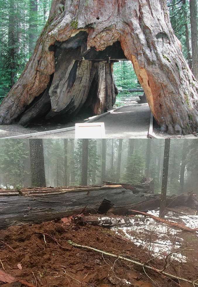 Tout récemment, ce fameux séquoïa très connu, s'est abattu après des pluies diluviennes dans le parc de Yellowstone. Il est vrai aussi qu'il était malade parce que très, très, très vieux (on dit 2000 ans)