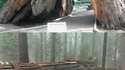 Sequoïa-tunnel
