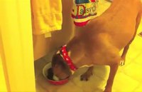 Ninja dog