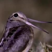 C’est pas du tout agaçant 