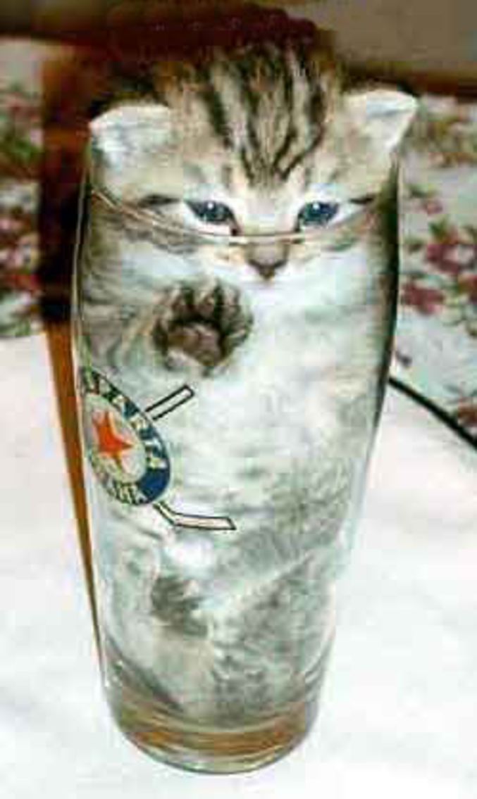 Un chat piegé dans un verre.