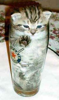 Chat dans un verre