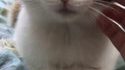 Chat berce...