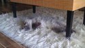 Un tapis