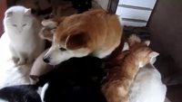 Élevé avec les chats