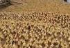 Invasion de canards