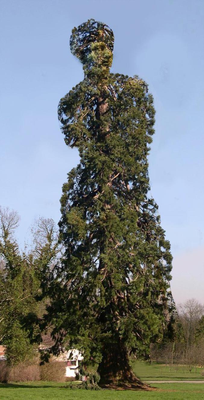 Un arbre qui a la forme de la Vénus de Milo.