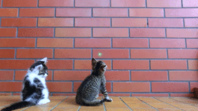 Un sniper et des chatons