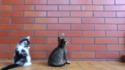 Un sniper et des chatons