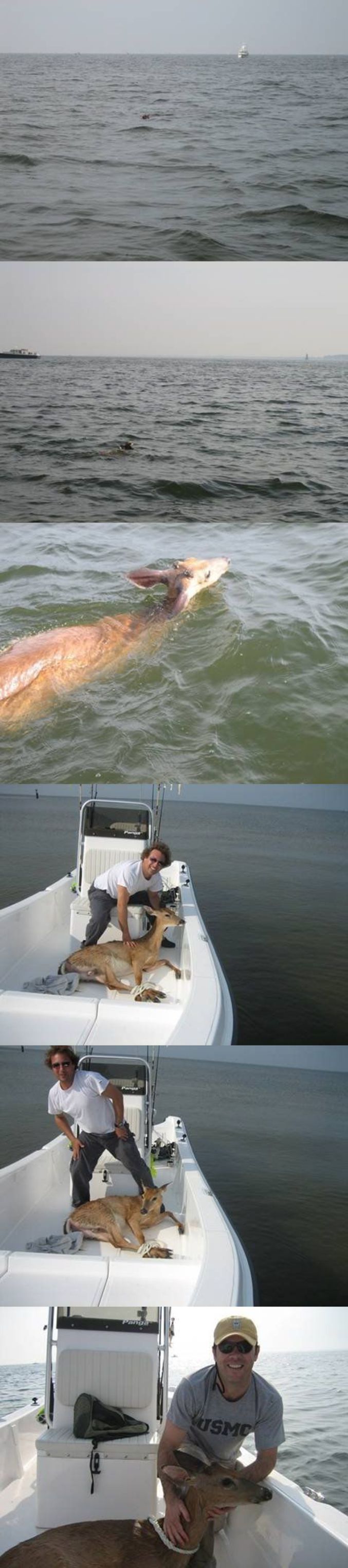 Un cerf repêché en mer.