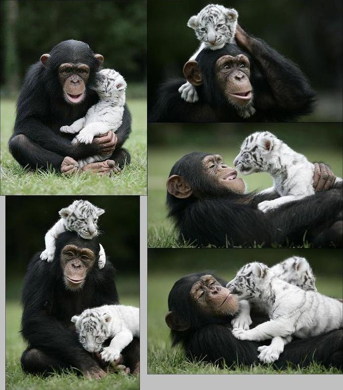 Un chimpazé s'occupe de tigres et semble apprécier cela.