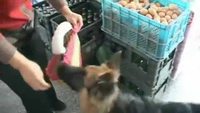 Chien de courses