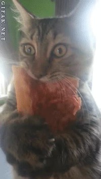 Internet is made of cats, pizza...