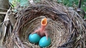 Blue balls