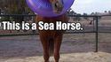Ceci est un cheval de mer
