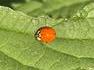 coccinelle chaufarde