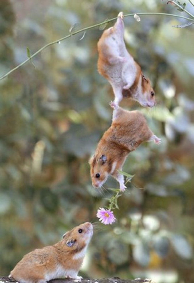 Un hamster qui offre une fleur à sa dulcinée.