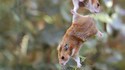 Hamsters romantiques
