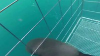 Les plongeurs, la cage, le phoque et le requin blanc
