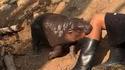 P'tit hippo est bien mignon... jusqu'à ce qu'il te morde les mollets.