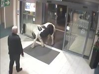 Un poney anglais et flegmatique.