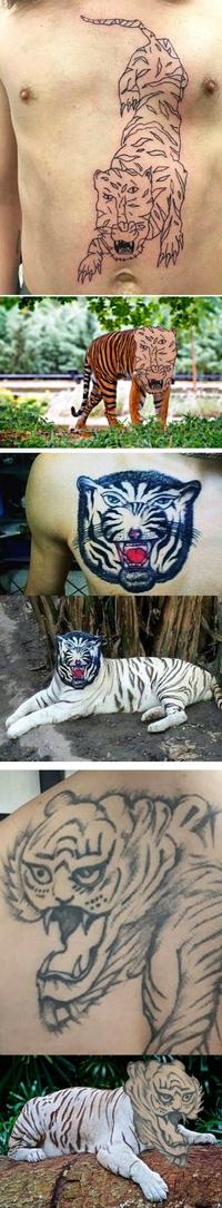 Tatouages de tigres en liberté
