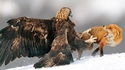L'aigle et le renard