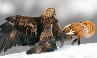 L'aigle et le renard