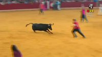 La vache, oh la vache !