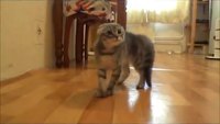 Un chat terrifié par une caméra